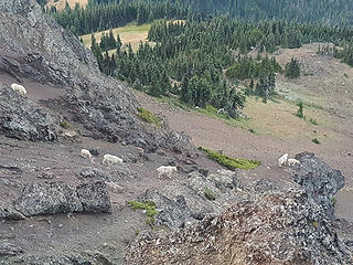 Mount Angeles mountain goats