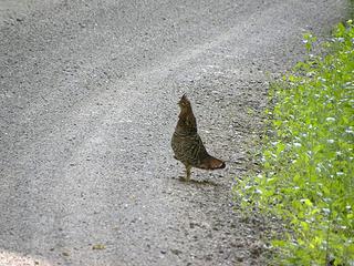 ruffed grouse mama hen on Gold Mtn near Darrington, Washington