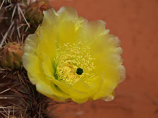 Yellow Cactus Rose