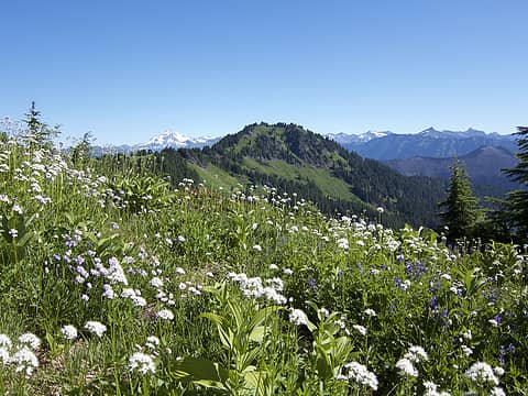 Flower fields and Glacier as you approach Grizzly