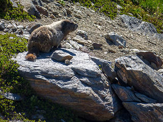 More marmots