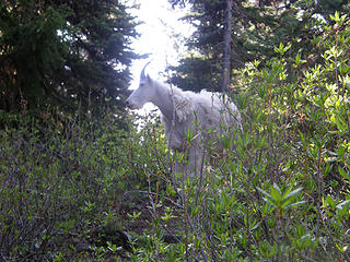 Friendly Mountain goat. Had been following a backpacker. When he saw both of us he shortly departed down the steep bank.