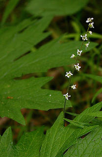 Tiny white flower stalk