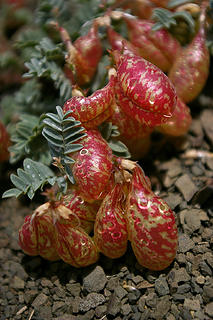 Locoweed pods2
