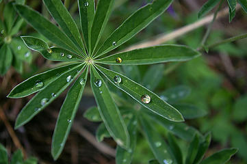 Obligatory shot of lupine with drops after a rainstorm