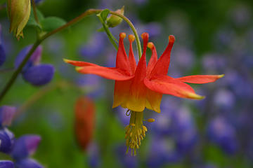 Red columbine surrounded by lupine in North Cascades National Park.