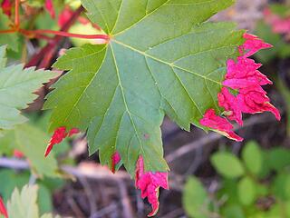 Douglas maple leaf