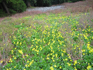 Bands of wildflowers blanket the steep meadow below the summit