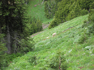 34 Goats heading away down the trail