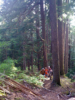 TNABers pounding out some steep trail through a grove of huge Hemlocks