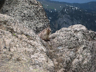71 Olympic Marmot