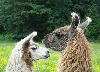 Llama and llama