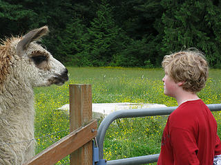 Ben and llama