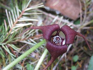 wild ginger on trail up to Necklace Valley.....6-13-09
