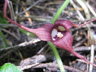 wild ginger on trail to Necklace Valley