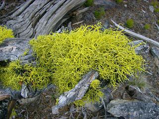 Another shot of bright lichen