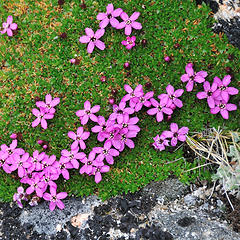 DSD_2026 Miniature flowers and moss at 8700'