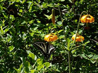 swallowtail butterfly on tiger lily.  Robinson Creek Trail in Pasayten Wilderness near Mazama, Washington