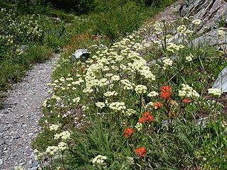 wildflowers on Robinson Creek Trail, Pasayten Wilderness