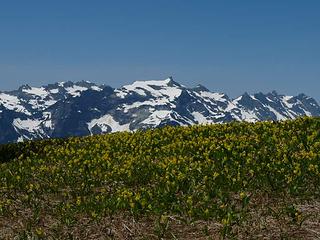 Glacier lilies with Monte Cristo behind