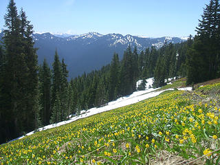 Glacier lilies on the way to Benchmark