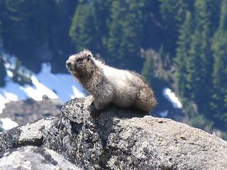 A young companion joined us in sunning ourselves on top