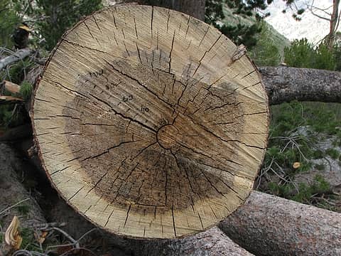 Whitebark Pine (Pinus albicaulus).  Lamoille Canyon.  Ruby Mountains.