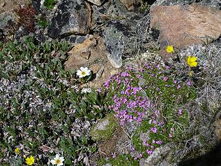 alpine wildflowers on ridge above Ferguson Lake, Pasayten Wilderness, Washington