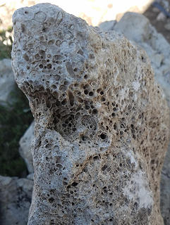 Fossil on Guadalupe summit