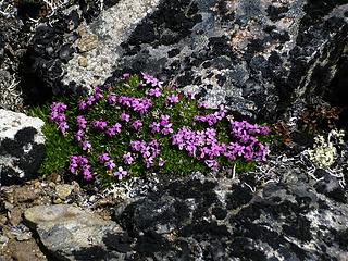 tundra wildflowers on ridge near Wildcat Mtn