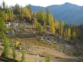 Lighted larches