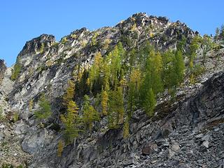 Larches above Choral Lake