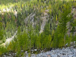 There be many larches here