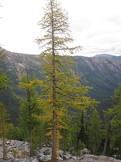 First larches