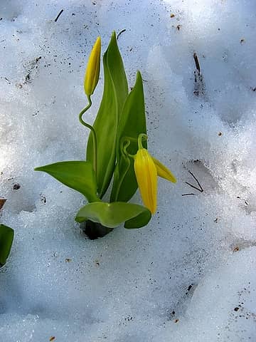 Lily in the snow, side view