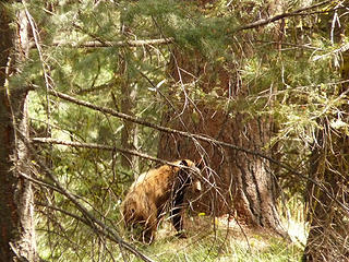 Bear in the brush