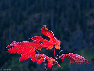 Maple Leaves-
