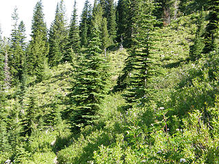 Beargrass on Crystal Peak trail.