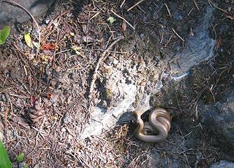 Northern Rubber Boa, Constricting Phase.