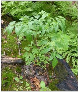 Solanum Lycopersicum (Heirloom tomato) near Bob Creek - Queets Valley - Olympic National Park - August 2016 - NPS photo