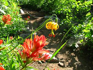 tiger lily and indian paintbrush (?)