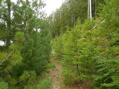 a pine lined promenade