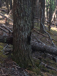 Very loud and agitated squirrel, Long Ridge trail