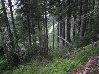 Looking down on a logging road below the trail on the southeast side of McClellan Butte.