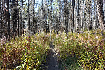 Lower section of Tronsen Meadows trail.