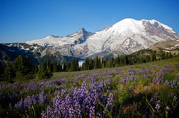 Wildflowers and Mt. Rainier from just above the Sunrise Visitor Center.