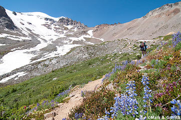Wild Flowers above Glacier Basin