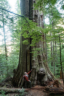 Huge cedar on the Squire Creek trail