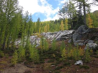 Larches on the way to Choral Pass