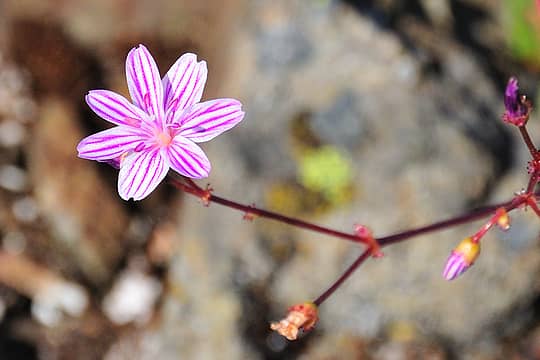 DSD_2751 Columbia Lewisia - tiny 1/2" flower